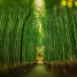Bamboo Garden