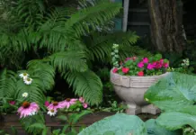 10 Best Garden Plants for Shade Garden Plants for Shade