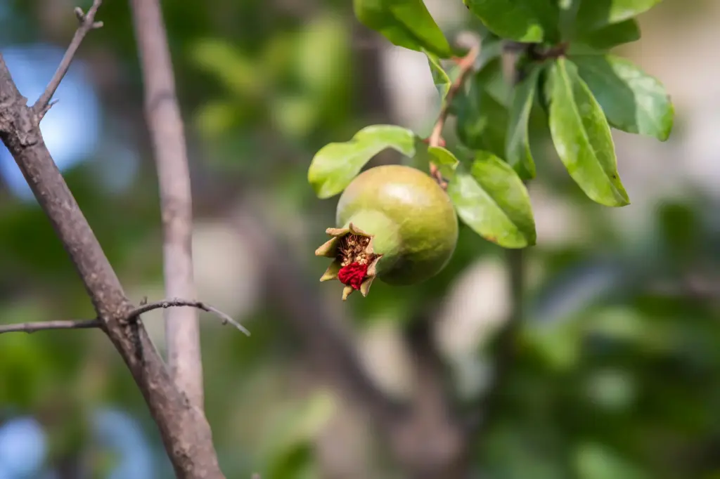 Backyard garden fruits