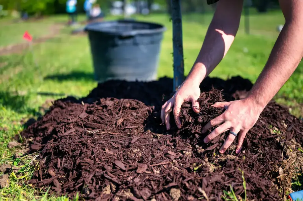 Soil With Mulch